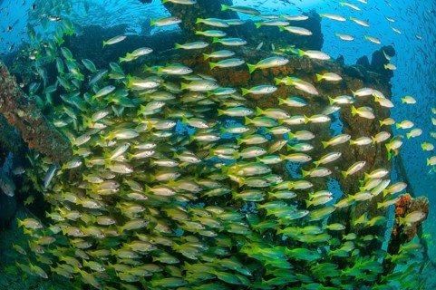 Underwater photo of large school of common snapper (Lutjanus lutjanus) living on wreck on seabed,