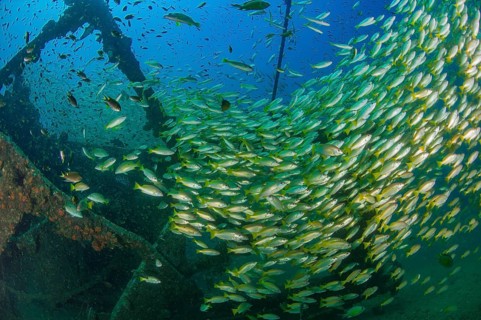 Underwater photo of large school of common snapper (Lutjanus lutjanus) living on wreck on seabed,