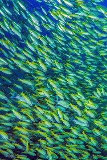 Underwater photo of large school of common snapper (Lutjanus lutjanus), Indian Ocean, Indo-Pacific,