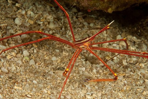Underwater photo of Arrow Crab (Stenorhynchus lanceloatus) sitting in front of small cave dwelling