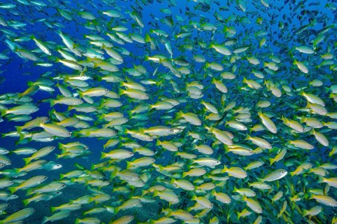 Underwater photo of large school of fish Bigeye snapper (Lutjanus lutjanus), Indian Ocean,