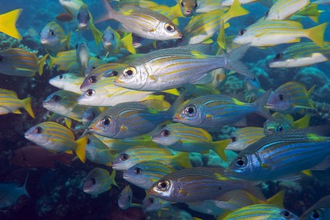Underwater photo close-up of school of fish with several species of snapper including blue-striped