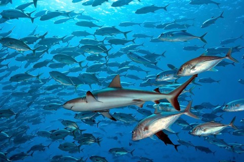 Underwater photo of Grey reef shark (Carcharhinus amblyrhynchos) swimming through large school of