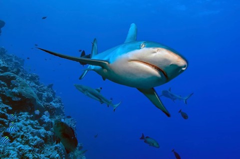 Underwater photo close-up of Grey reef shark (Carcharhinus amblyrhynchos) swimming next to coral