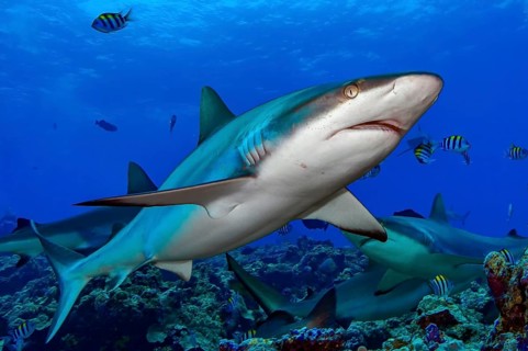 Underwater photo close-up of Grey reef shark (Carcharhinus amblyrhynchos) swimming over coral reef
