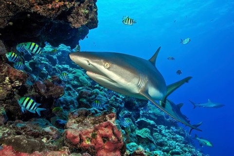 Underwater photo of large specimen of large Grey reef shark (Carcharhinus amblyrhynchos) swimming