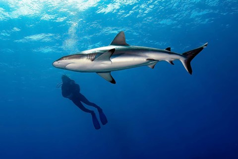 Large specimen of Grey reef shark (Carcharhinus amblyrhynchos) circles around and swims past diver