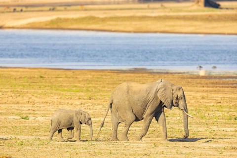 African elephant (Loxodonta africana) in the Luangwa riverbed in Zambia