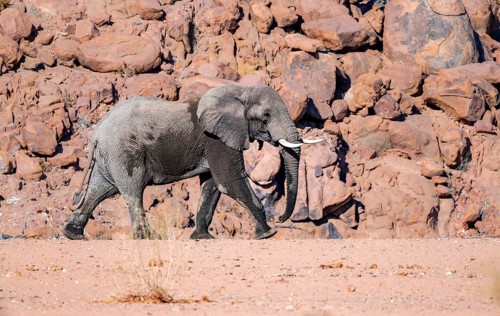 African elephant (Loxodonta africana), desert elephant, in the riverbed of the Ugab River, desert