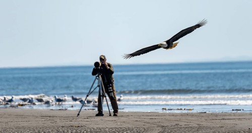 Nature photographer with tripod taking a picture of a bald eagle (Haliaeetus leucocephalus) in