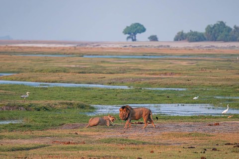 Maned lion and lioness, lion (Panthera leo), Ihaha, Chobe National Park, Botswana