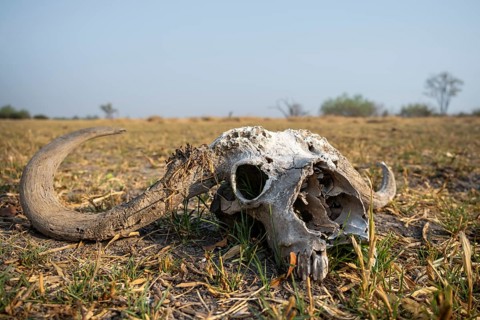 Buffalo Skull, Moremi Game Reserve, Botswana