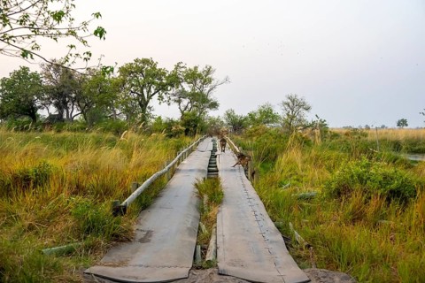 Third Bridge, bridge over swamp in Moremi Game Reserve, Botswana