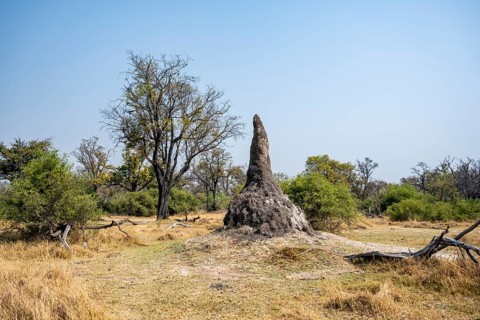 Termite hill, Moremi Game Reserve, Botswana