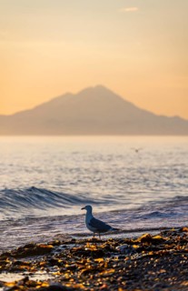 Seagull (Larinae) on the beach, view across Cook Inlet to white peaks of Mount Redoubt at sunset,