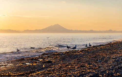 Seagulls (Larinae) on the beach, view across Cook Inlet to white mountain peaks of Mount Redoubt at