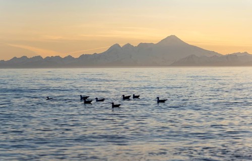 Seabirds swim in the ocean, view across Cook Inlet to white mountain peaks of Mount Iliamna at