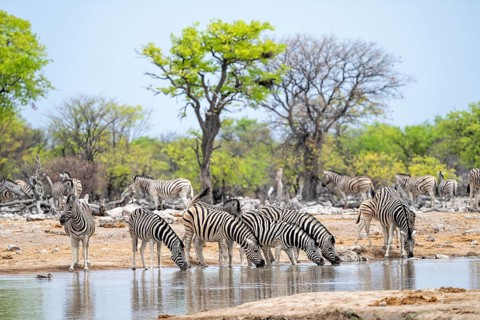 Herd of plains zebra (Equus quagga) at a waterhole, Etosha National Park, Namibia