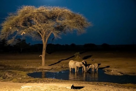Waterhole at night, African elephants drinking, night view, Kasane, Botswana