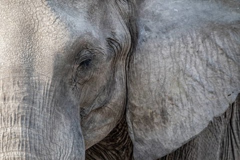 Animal portrait, African elephant (Loxodonta africana), Ihaha, Chobe National Park, Botswana