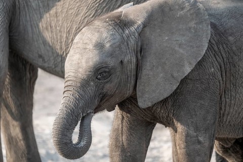Juvenile, animal portrait, African elephant (Loxodonta africana), Ihaha, Chobe National Park,