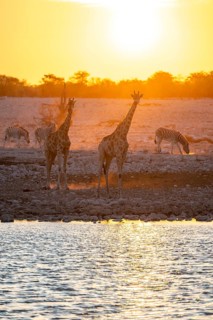 Angola giraffe (Giraffa giraffa angolensis), two giraffes in the backlight at sunset, atmospheric