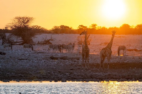 Angola giraffe (Giraffa giraffa angolensis), two giraffes in the backlight at sunset, atmospheric