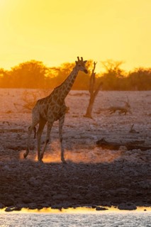 Angola giraffe (Giraffa giraffa angolensis), backlit at sunset, atmospheric sunset, Okaukuejo