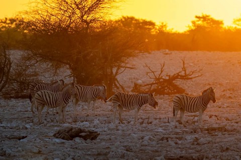 Steppe zebra (Equus quagga), group against the light at sunset, atmospheric sunset, Okaukuejo