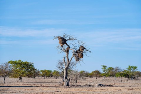 Camel's thorn tree (Acacia erioloba) with nest of the edible weaver, edible weaver (Philetairus