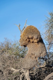 Camel's thorn tree (Acacia erioloba) with nest of the edible weaver, edible weaver (Philetairus