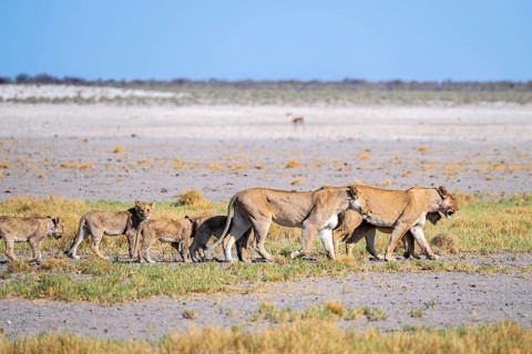 Lioness (Panthera leo) with cubs, Etosha National Park, Namibia