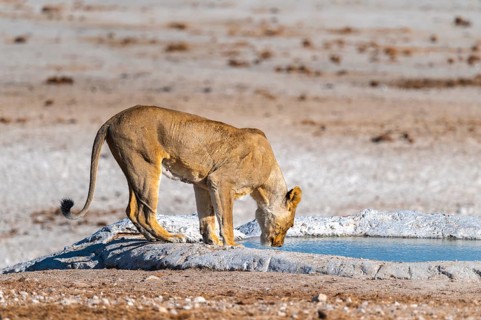 Lioness (Panthera leo) drinking at the waterhole, Nebrowni waterhole, Etosha National Park, Namibia