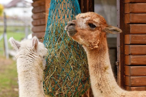 Two alpacas feeding from hanging hay net