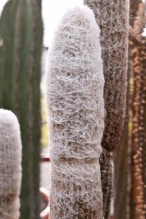 Close up of 'Espostao Ianata' cotton ball cactus houseplant with woolly coat