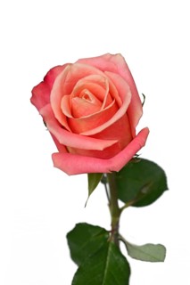 Single peach colored rose flower on white background
