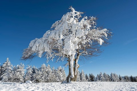Winter atmosphere with snowy, snow-covered beech trees, windbreaks, windbeeches, Oberried,