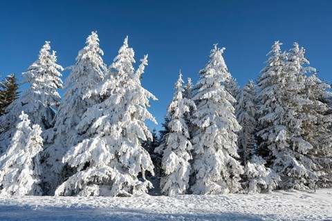Winter atmosphere with snow-covered fir trees, Oberried, Schauinsland, Breisgau-Hochschwarzwald,