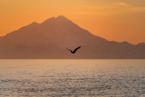 Bald eagle (Haliaeetus leucocephalus) flying in front of mountain silhouettes of the Aleutian chain