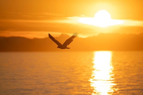 Bald eagle (Haliaeetus leucocephalus) flying in front of the setting sun, sunset, picturesque