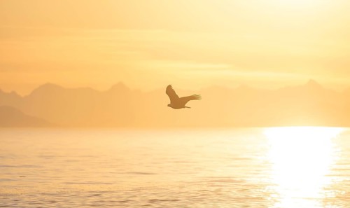 Bald eagle (Haliaeetus leucocephalus) flying against the setting sun, sunset, picturesque golden