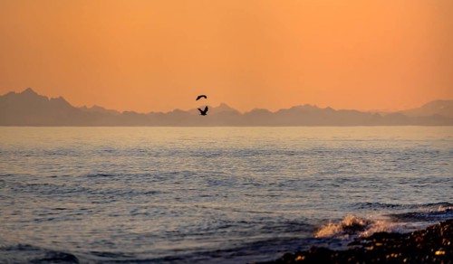 View over Cook Inlet to mountains of the Aleutian chain, at sunset, picturesque golden light of the