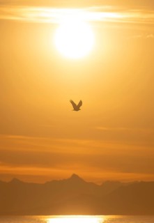 Bald eagle (Haliaeetus leucocephalus) in flight in front of the setting sun, sunset, picturesque