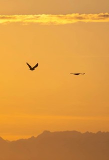 Two bald eagles (Haliaeetus leucocephalus) in flight, at sunset, picturesque golden light of the