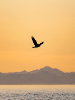 Bald eagle (Haliaeetus leucocephalus) flying in front of mountain silhouettes of the Aleutian