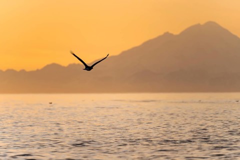Bald eagle (Haliaeetus leucocephalus) flying in front of mountain silhouettes of the Aleutian chain