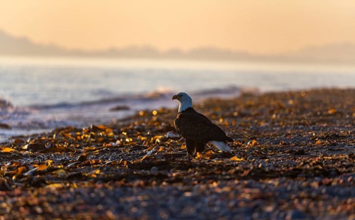 Bald eagle (Haliaeetus leucocephalus) on the beach at sunset, picturesque golden light of the