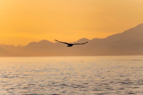 Bald eagle (Haliaeetus leucocephalus) flying in front of mountain silhouettes of the Aleutian