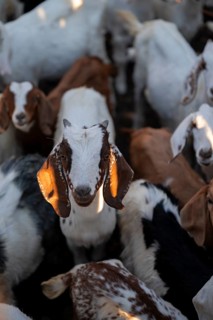 Goat stable, goats, traditional Himba village, Kaokoveld, Kunene, Namibia
