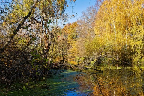 Autumn colors on Sandbrack, a lake in the Kirchwerder district of Hamburg. FÃ¼nfhausen,